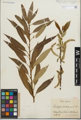 Foto von Salix fragilis L. x Salix triandra L.